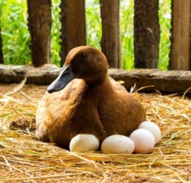 خرید اردک تخمگذار - سپید طیور